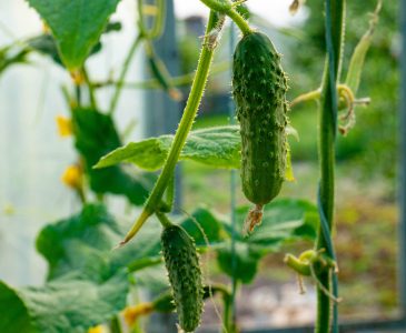 How to Grow Cucumbers in Your Backyard (9 Easy Steps)
