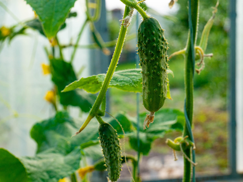 how to grow cucumbers in your backyard