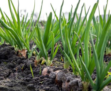 How to Grow Onions in Your Backyard