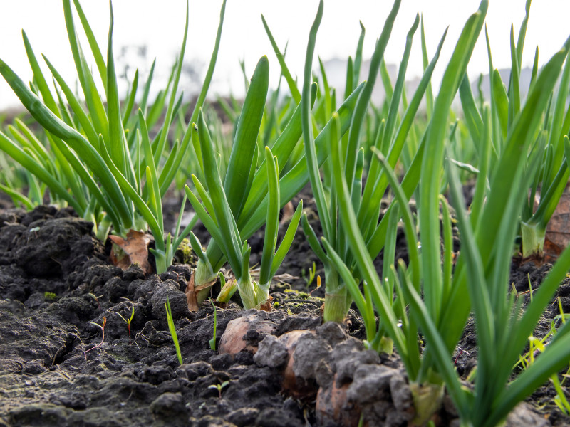 How to grow onions in your backyard