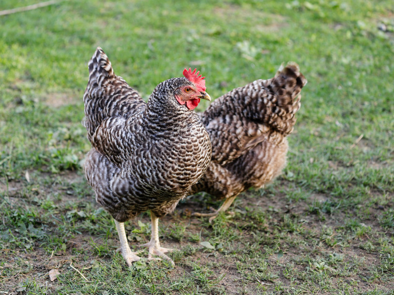 Best Chickens for Warm Climates - Plymouth Rock chickens