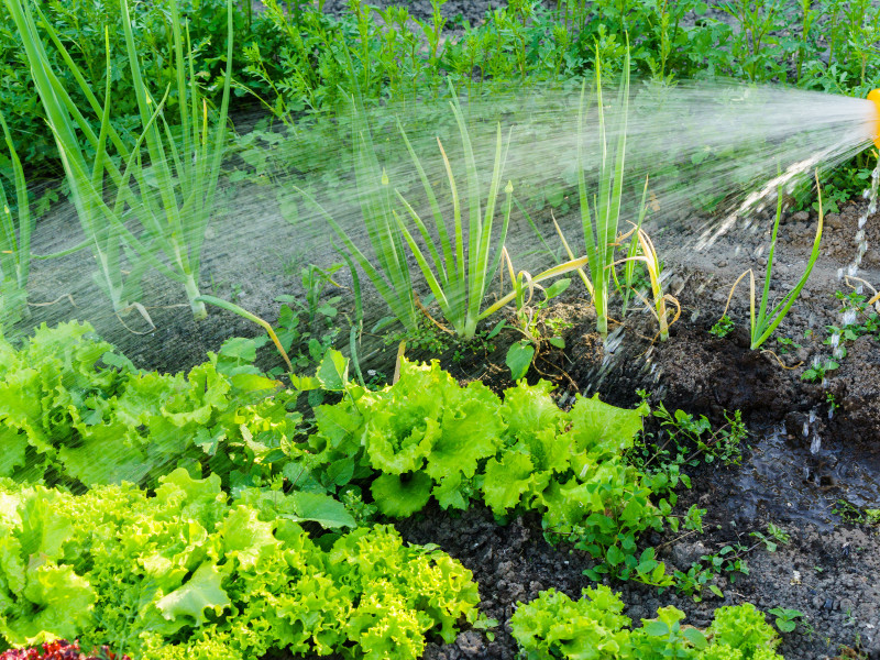 July vegetable garden watering