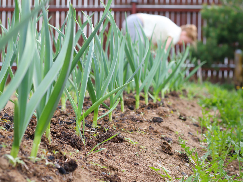 garlic Gardening in Zones 9 and 10