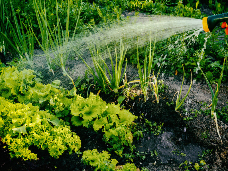 watering fall vegetable Gardening in Zones 9 and 10