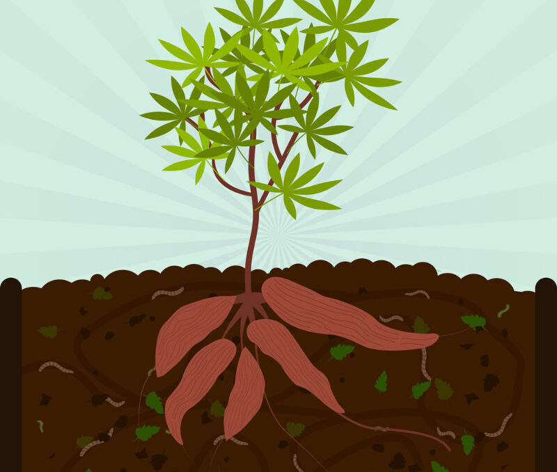 growing cassava illustration