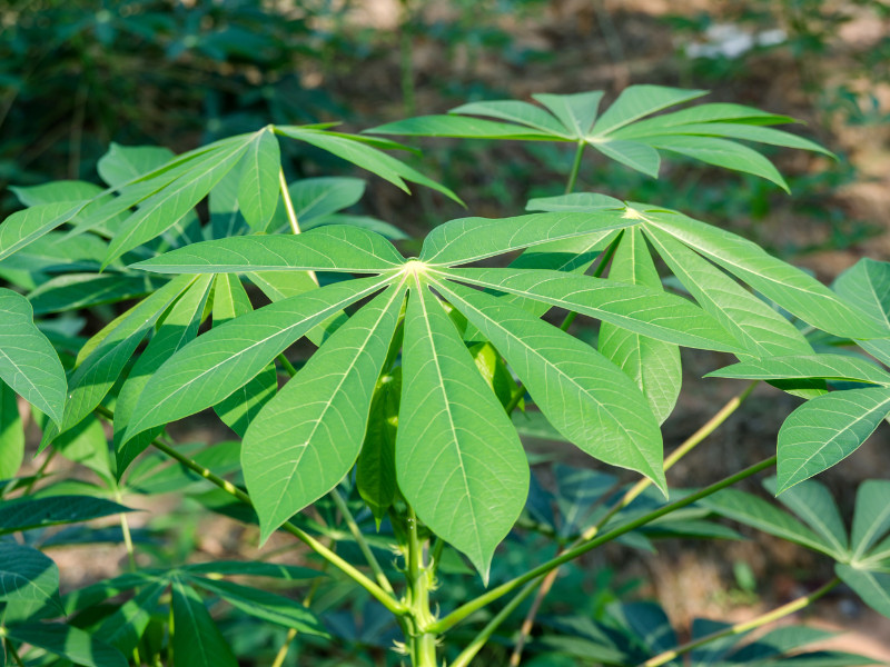 how to grow cassava - cassava plant