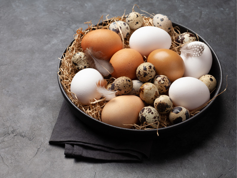 Raising Quail vs. Chickens eggs
