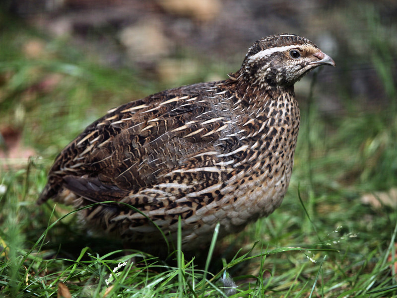Raising Quail vs. Chickens a quail on grass