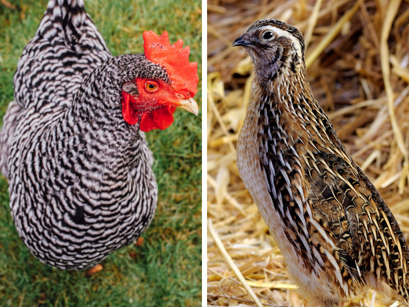 Raising Quail vs. Chickens: A Backyard Farmer's Guide