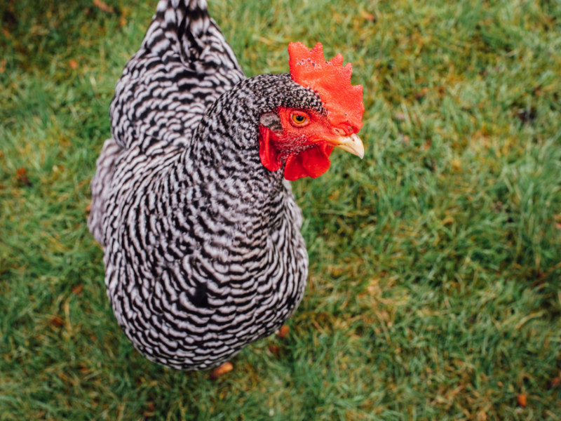 The Perfect Chicken Breeds for Backyard Homesteaders Barred Rock Chicken