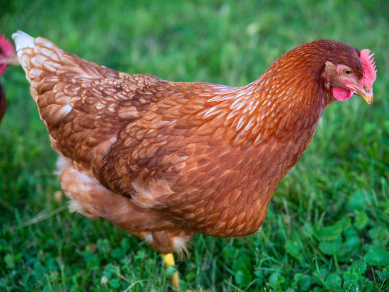The Perfect Chicken Breeds for Backyard Homesteaders rhode island red chicken
