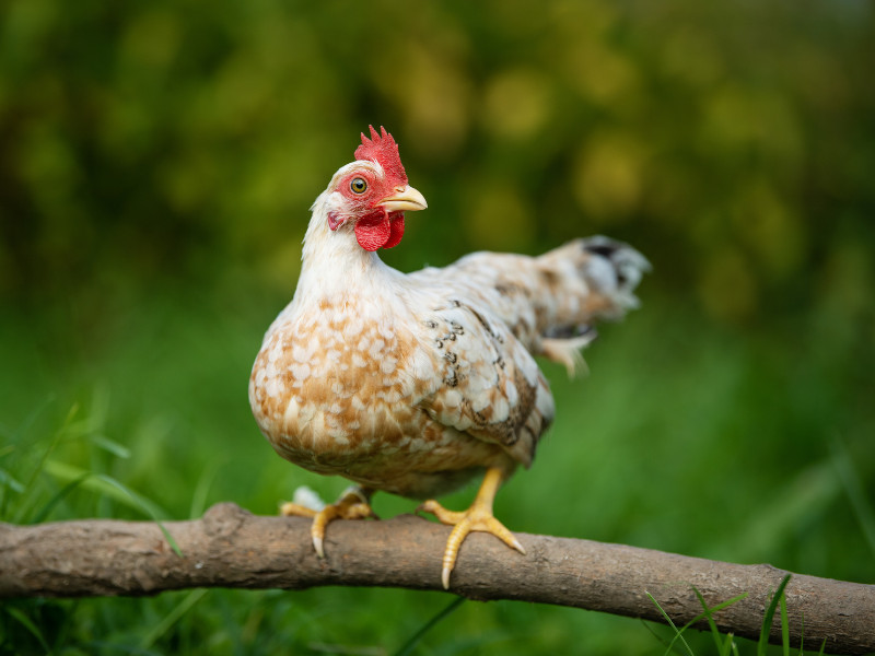 The Perfect Chicken Breeds for Backyard Homesteaders Serma Chicken
