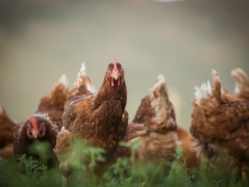 The Perfect Chicken Breeds for Backyard Homesteaders