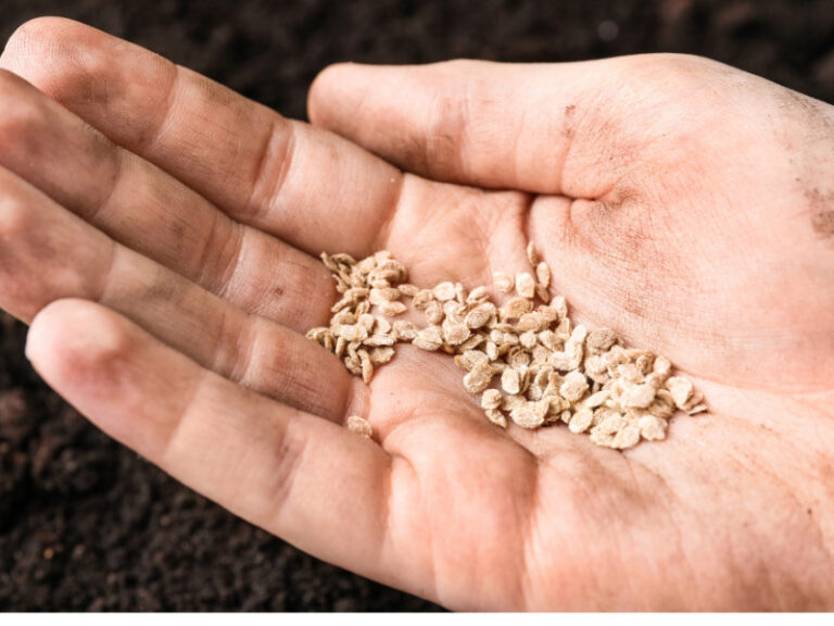 Seed Saving Why Every Home Gardener Should Start Now The Imperfectly